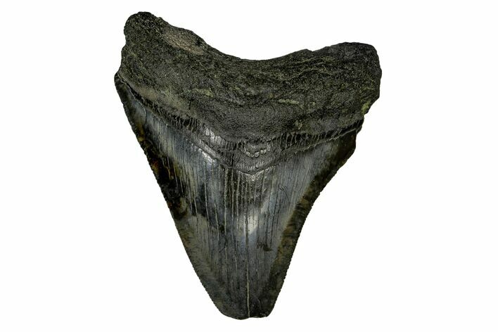 Serrated, Fossil Megalodon Tooth - South Carolina #169207